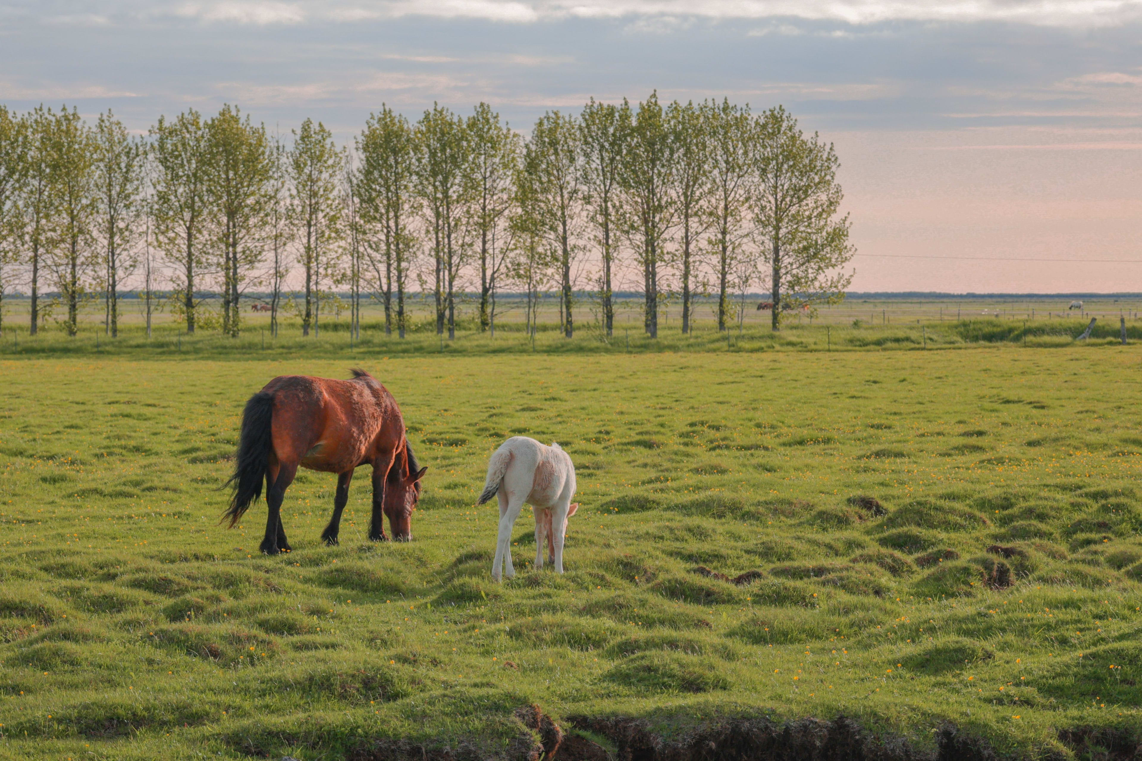 Hvolsvollur with icelandic horses