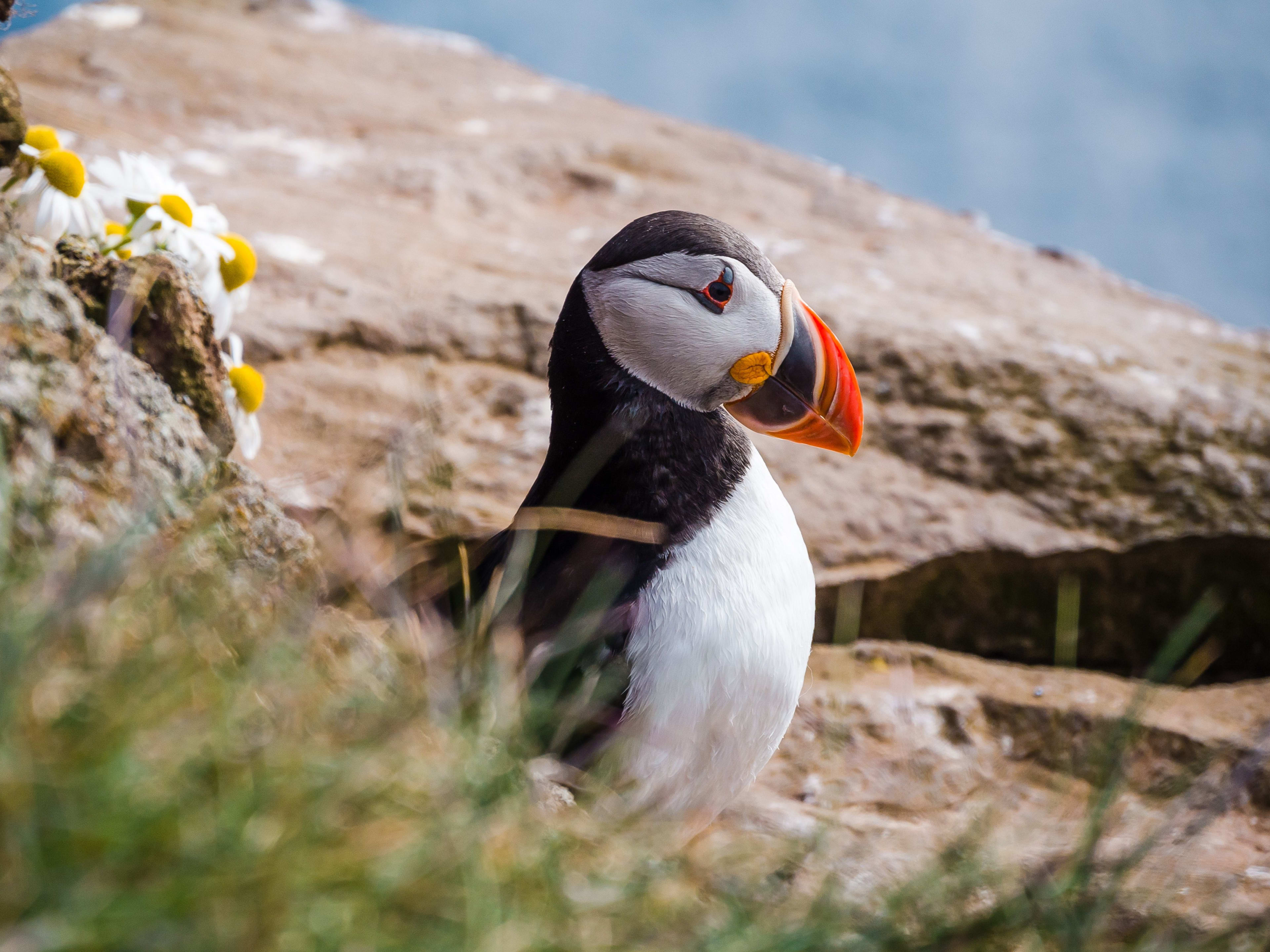 puffin on Latrabjarg