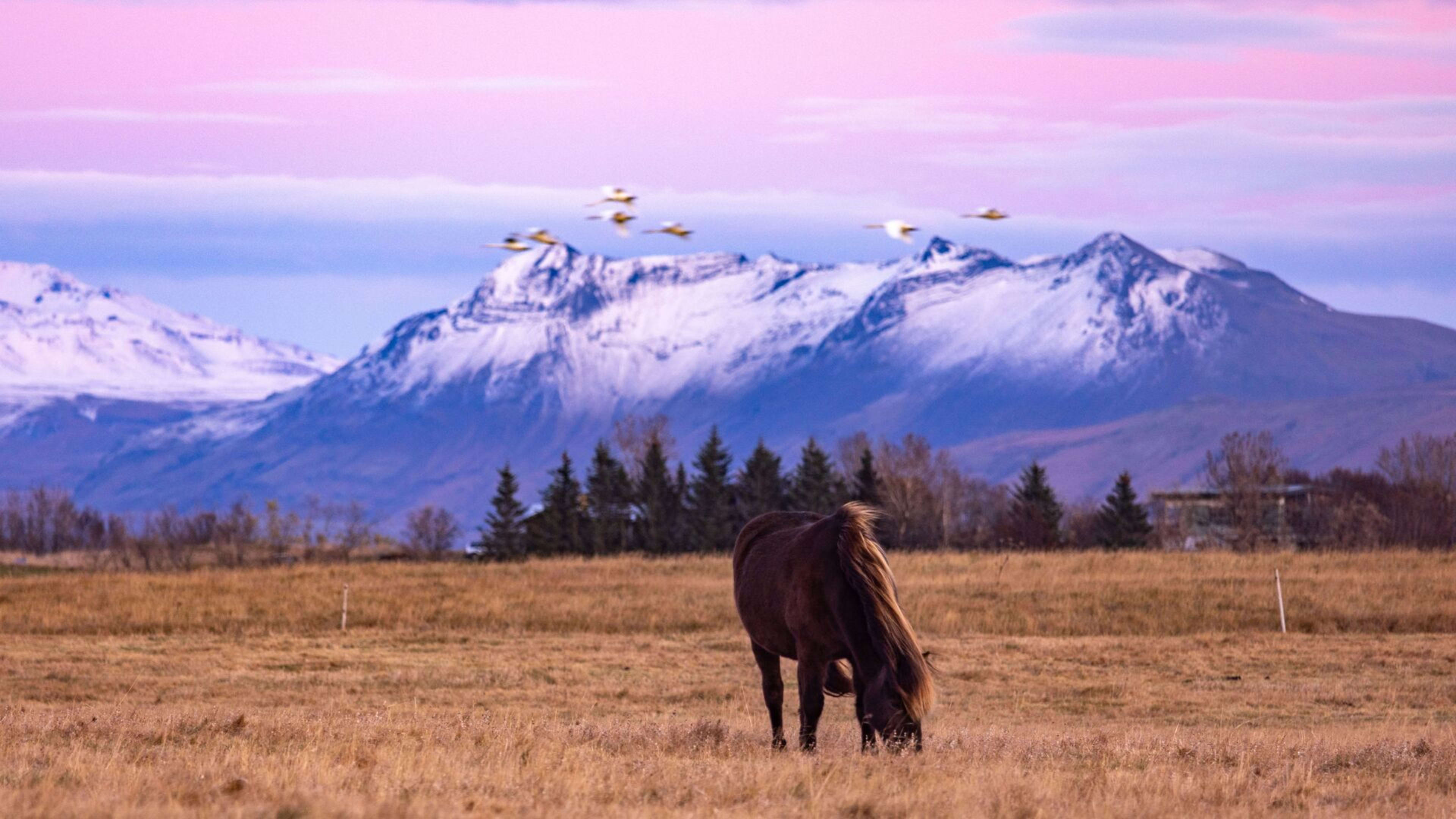 icelandic horse under dreamy sky