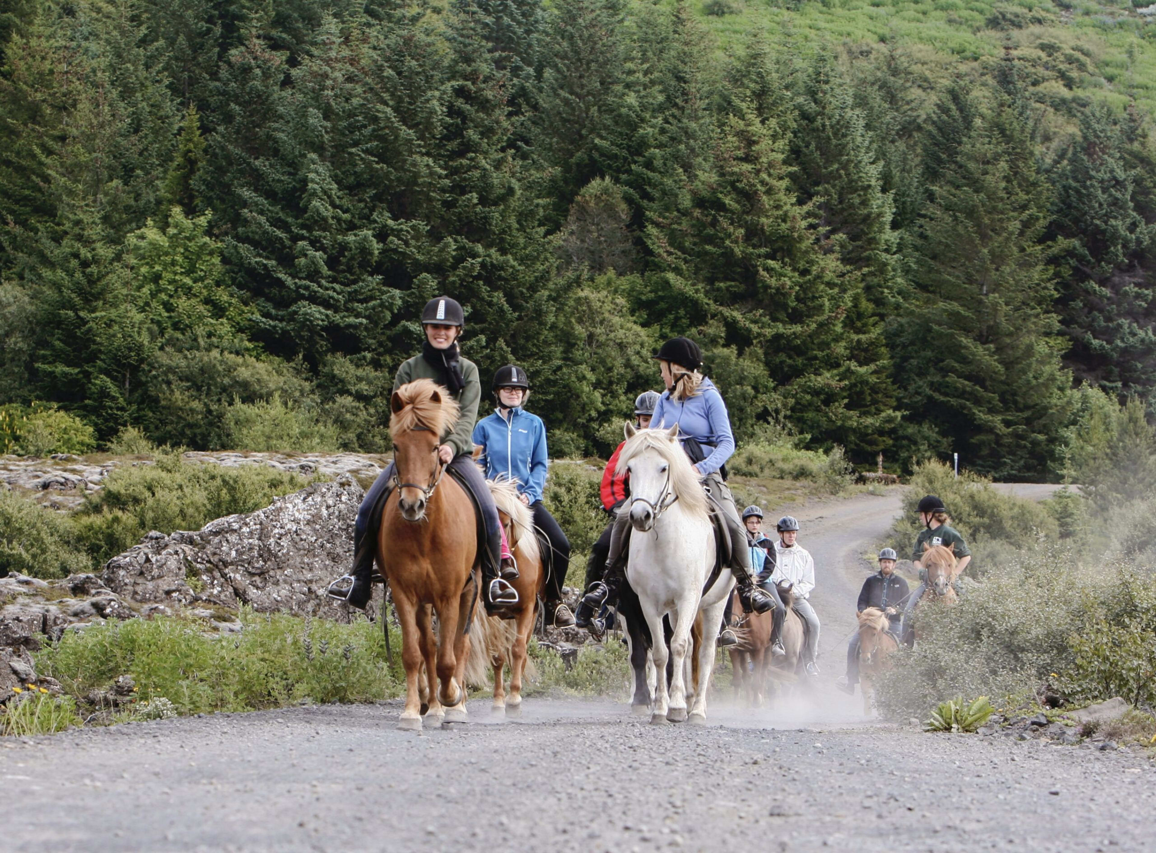 icelandic horse riding in lava field