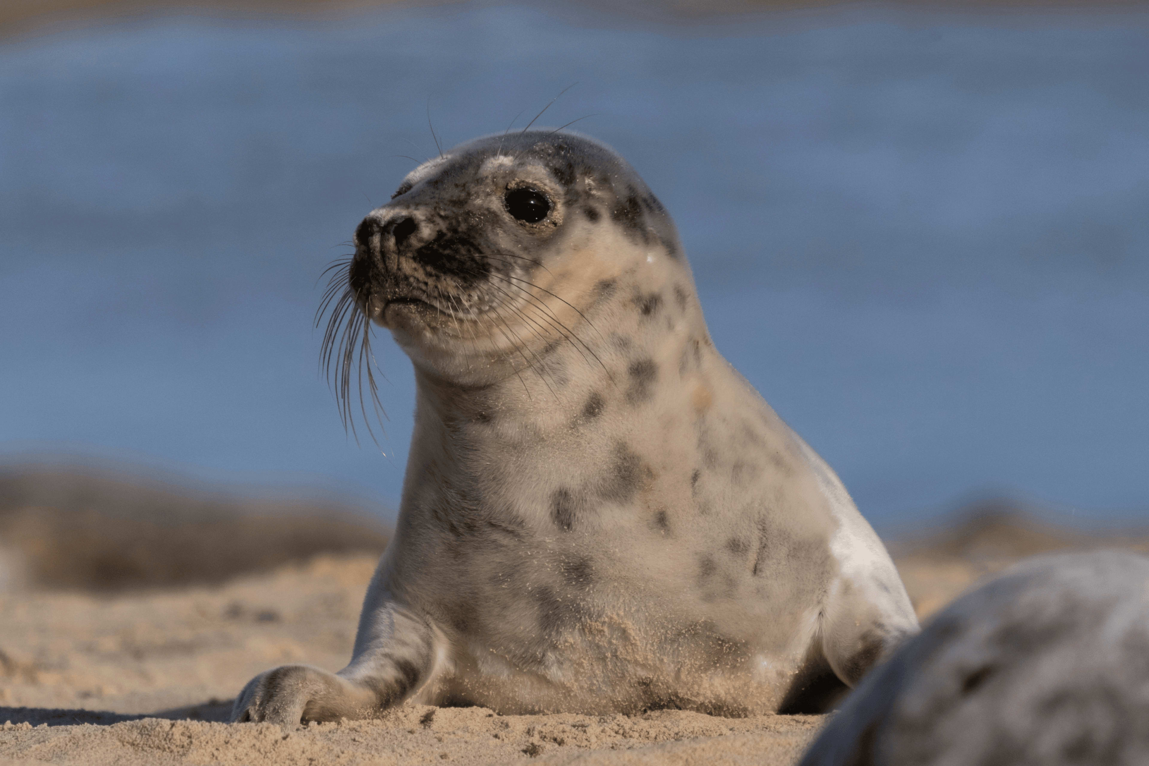 grey seal of iceland.png