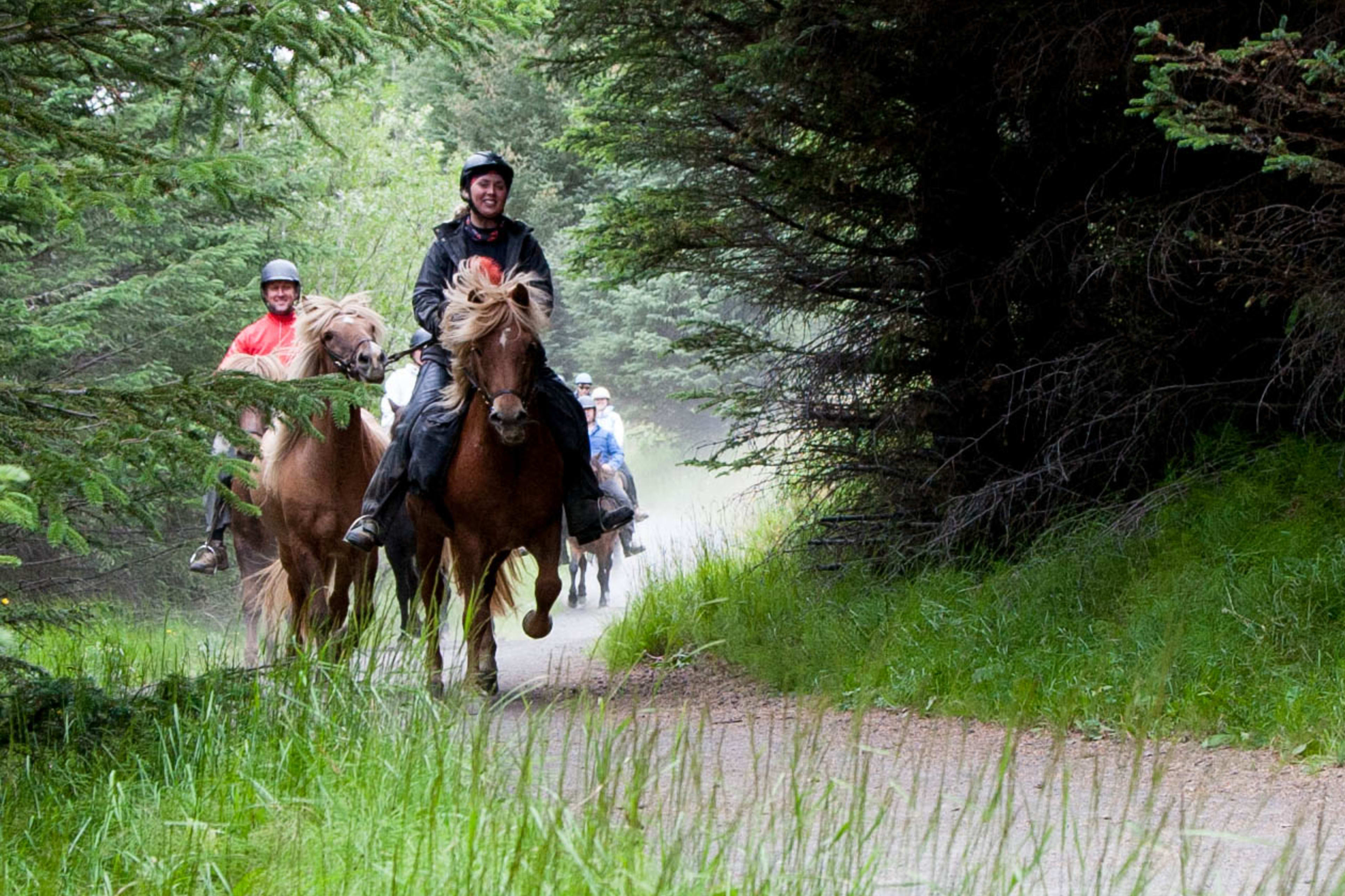 riding icelandic horses in iceland forest-3c