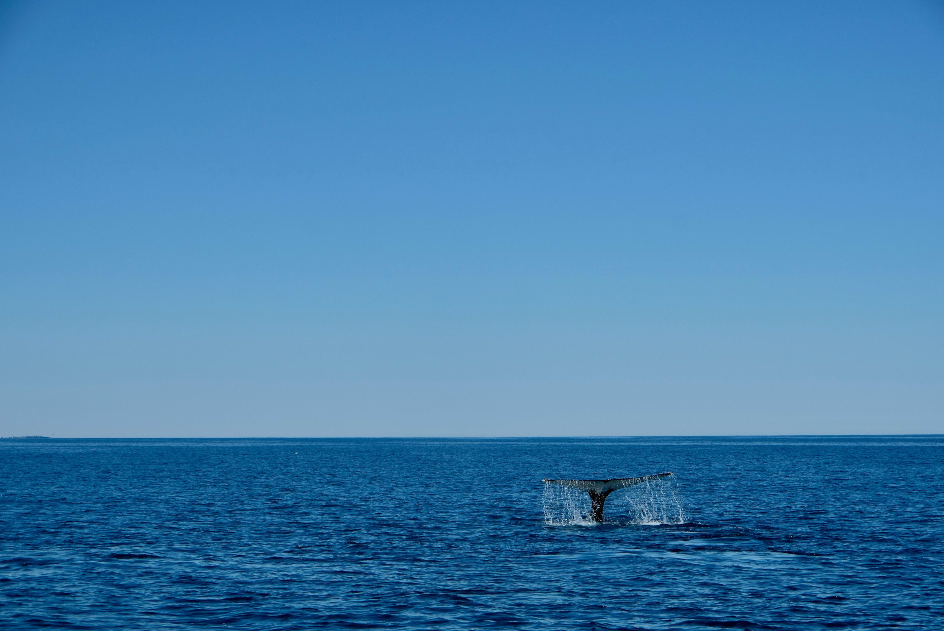 whale in husavik 